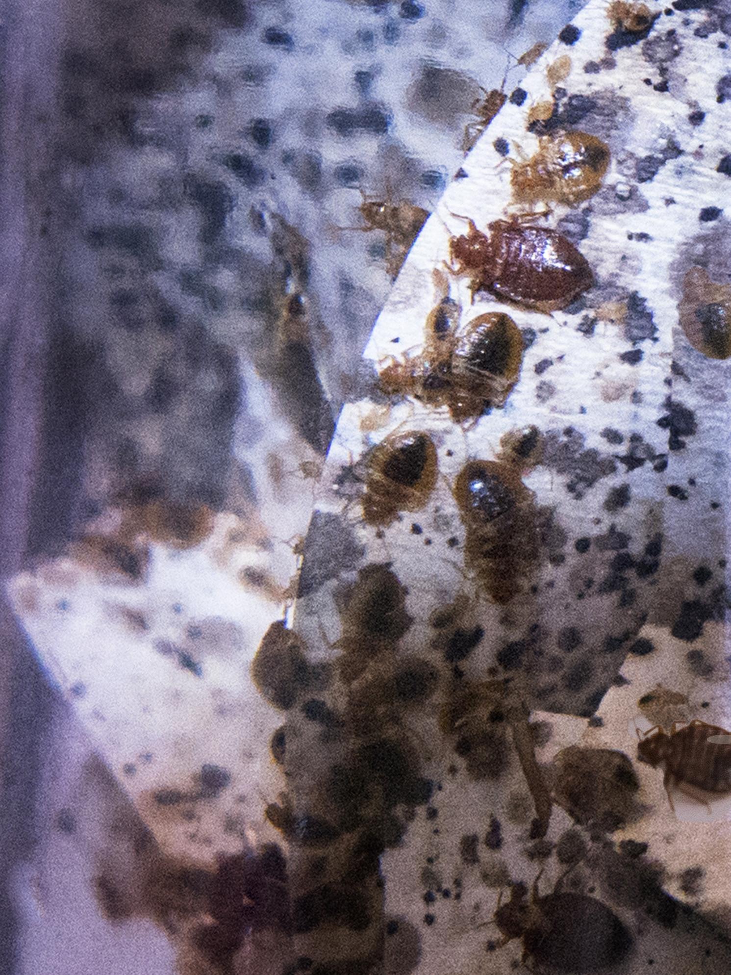 Bed Bugs CU