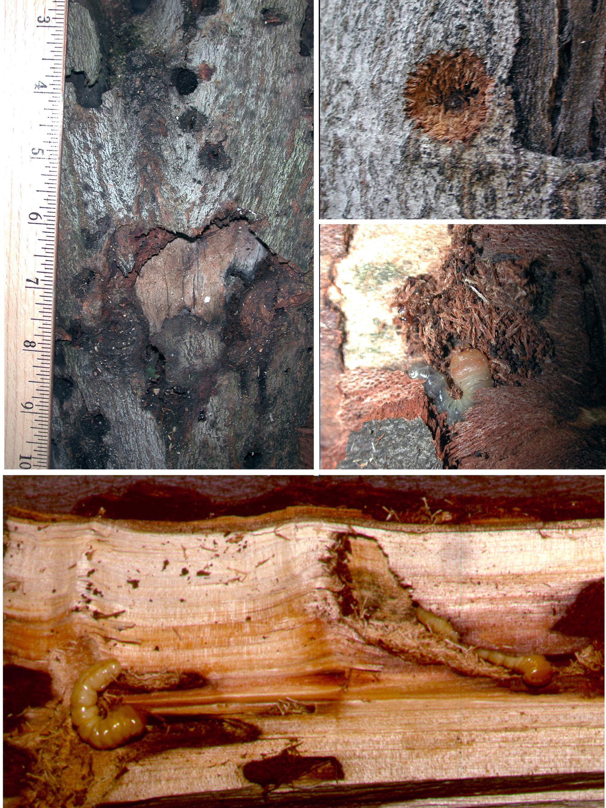 damage to tree trunks