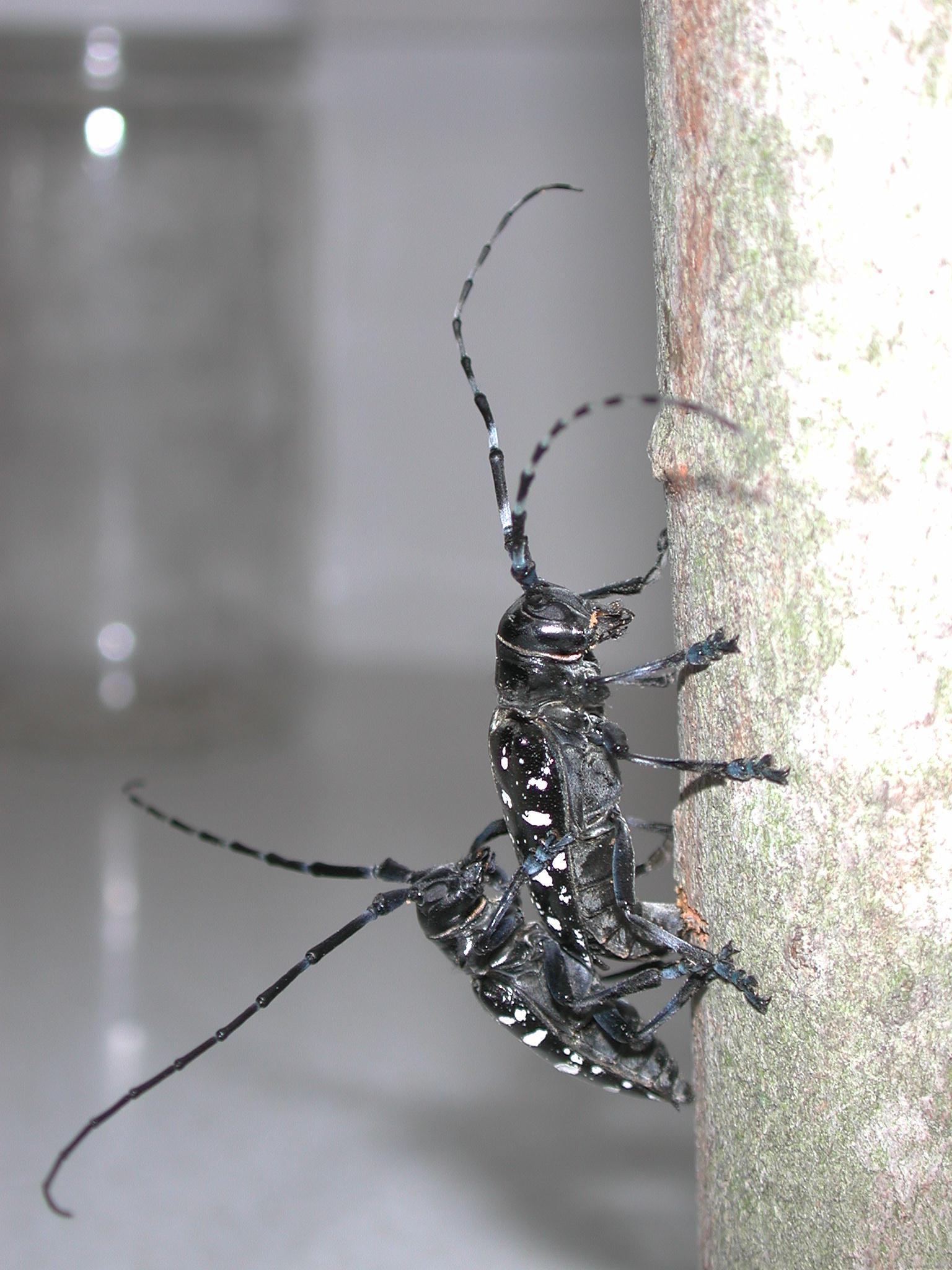 beetles mating