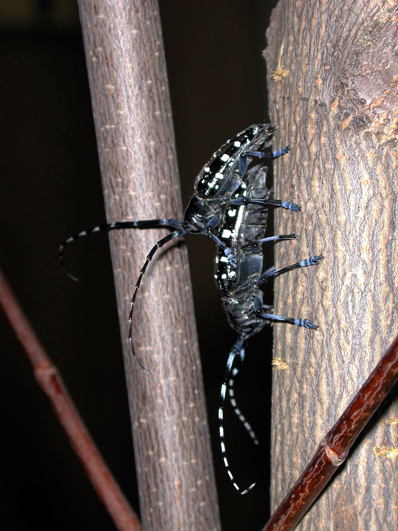 male beetle guarding female bettle