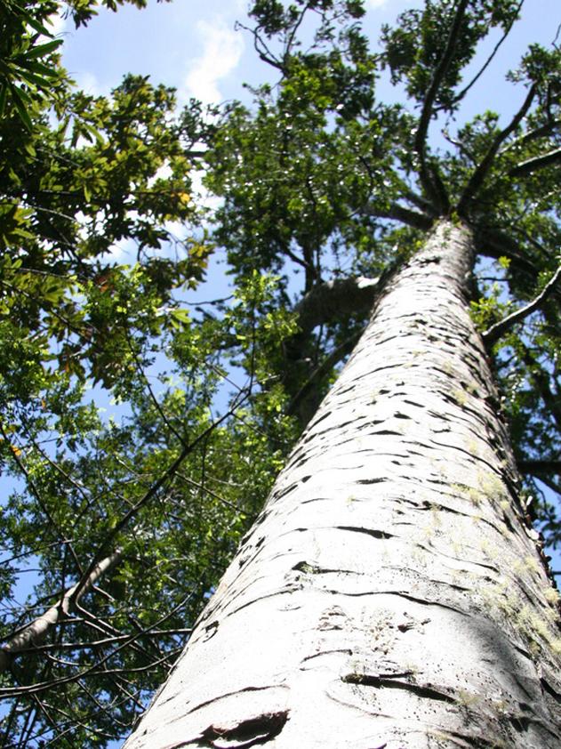 Agathis tree