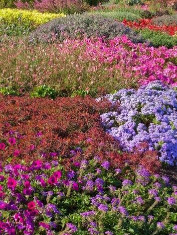 Arboretum Pollinator Garden flowers