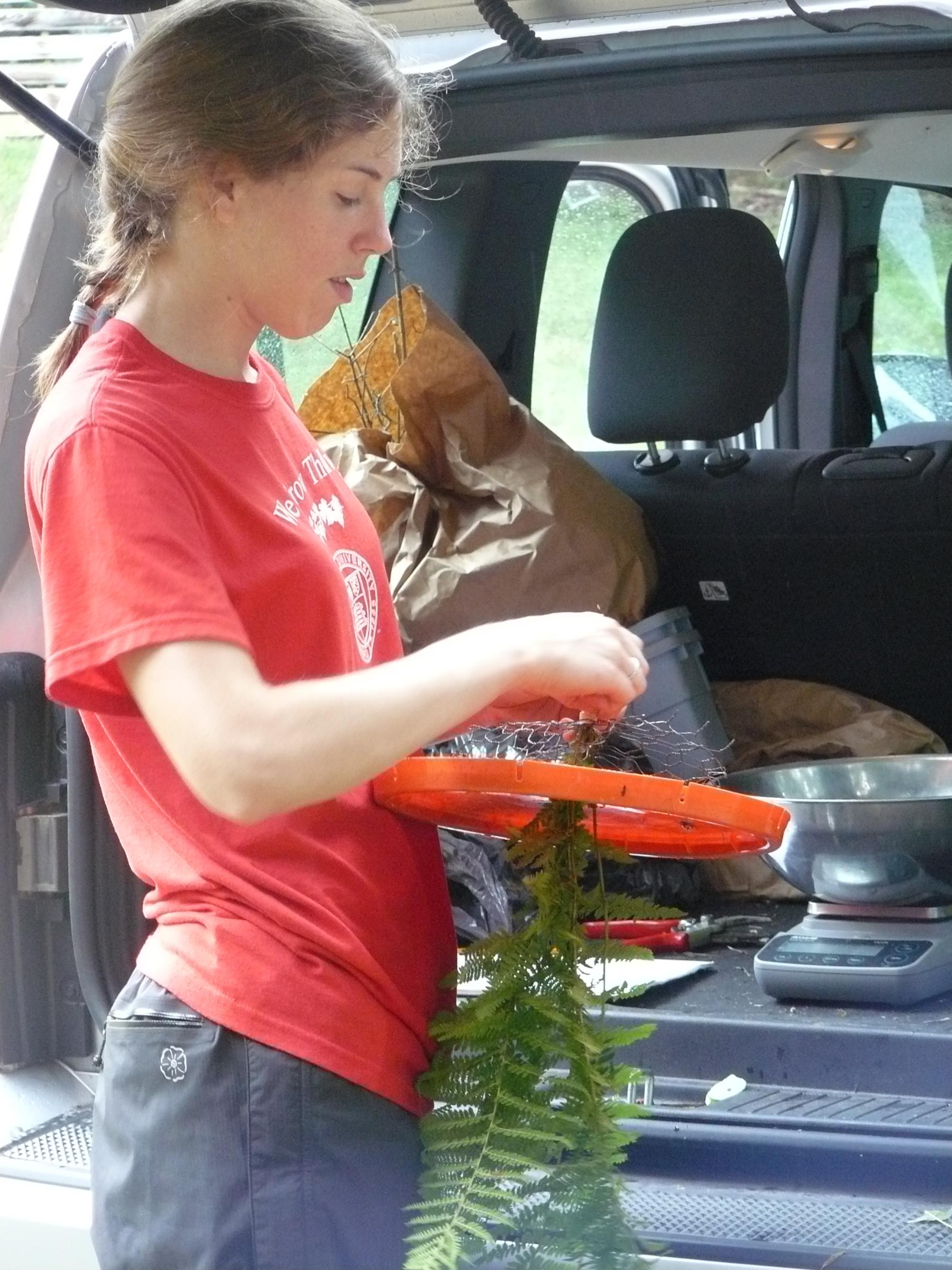 Averill preparing planting fern