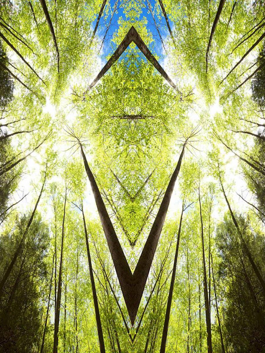 green trees with black trunks