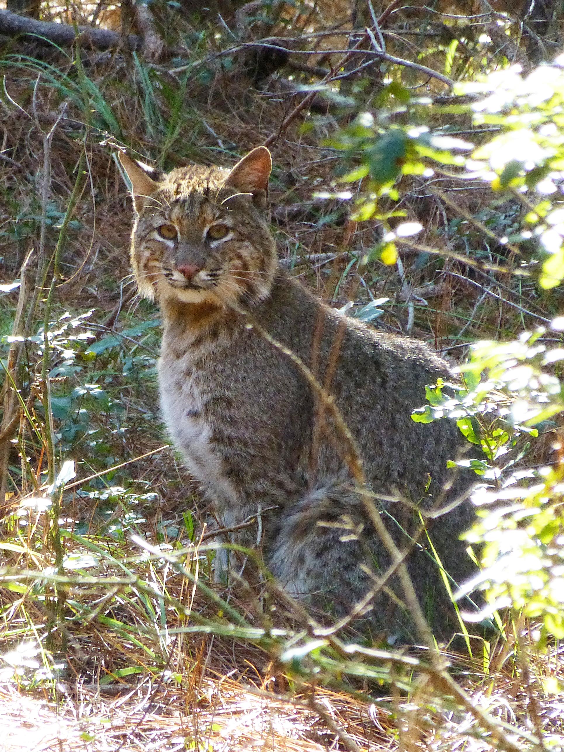 bobcat vertical
