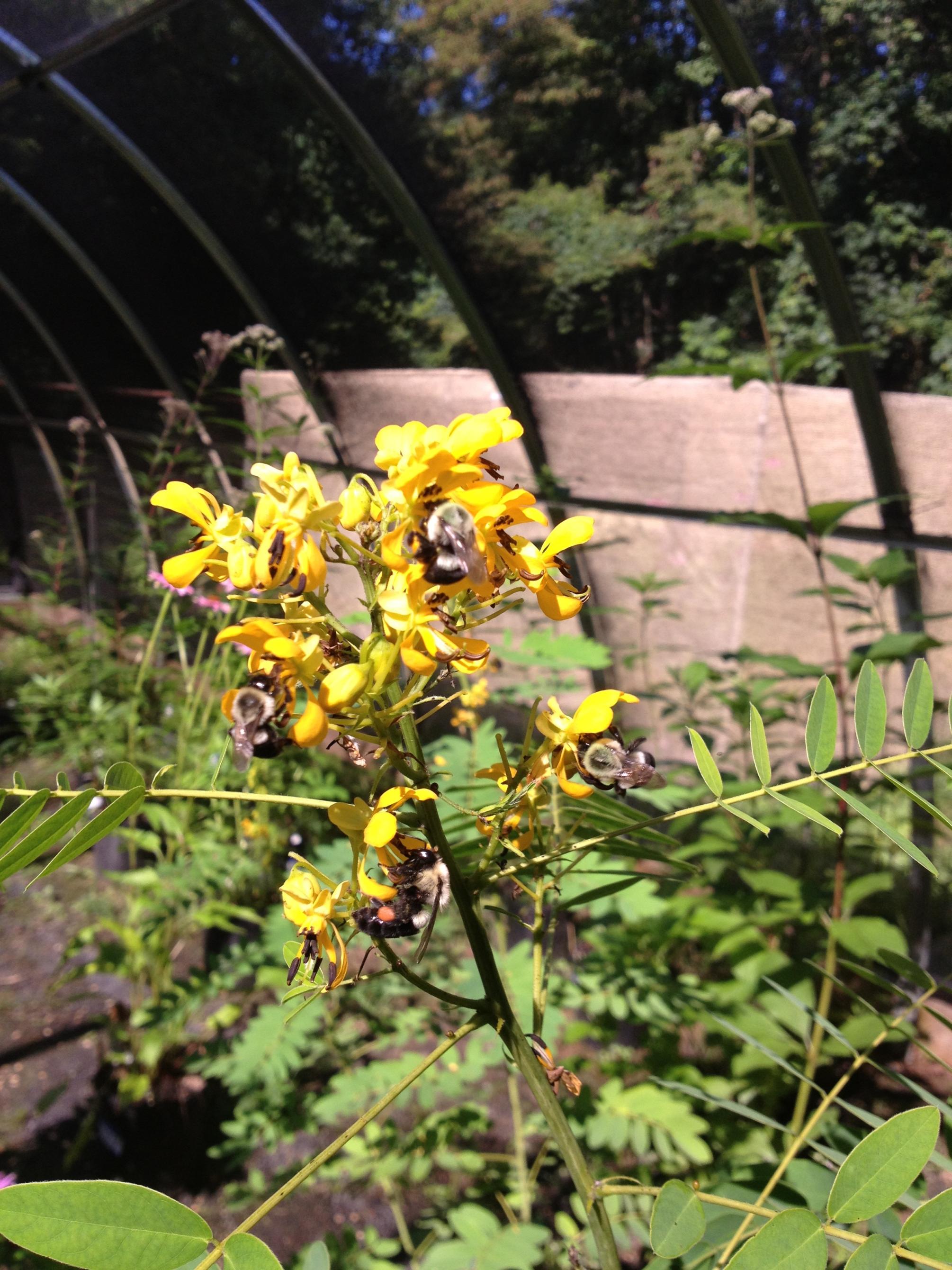 bees on on Senna hebecarpa