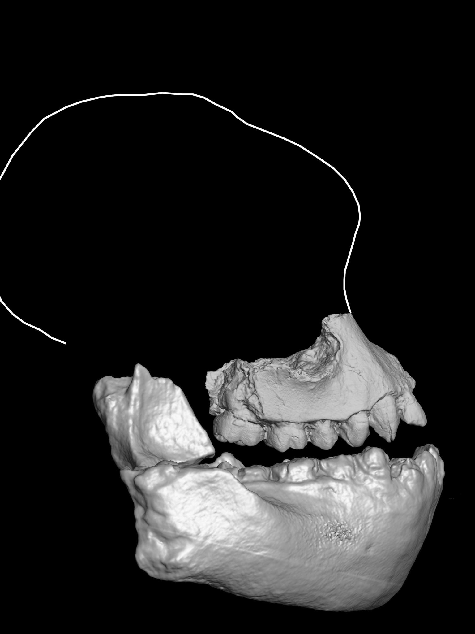 early human teeth and jaw fossil fragments