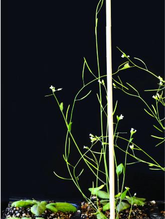 cacao gene in Arabidopsis