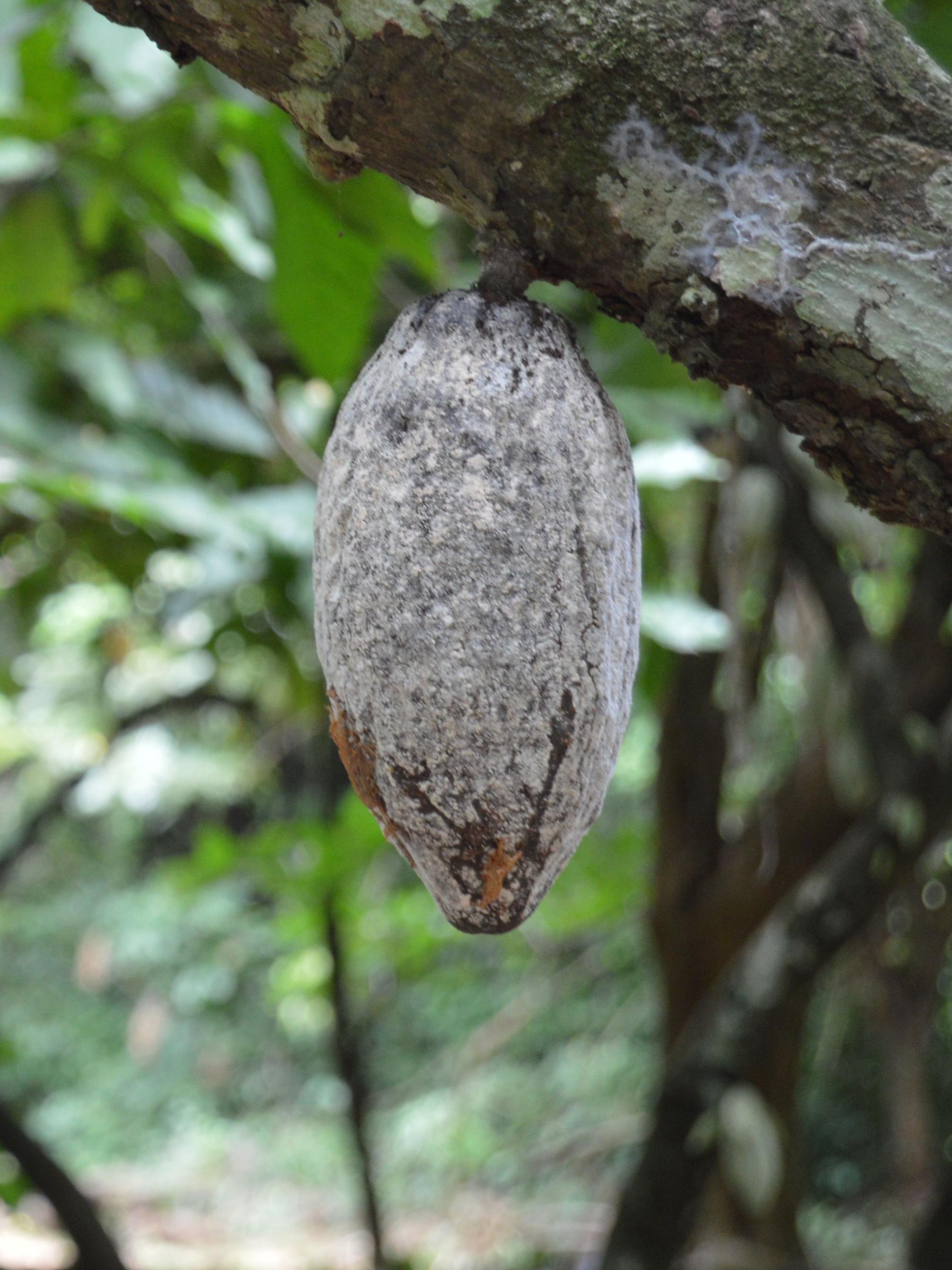cacao black pod rot