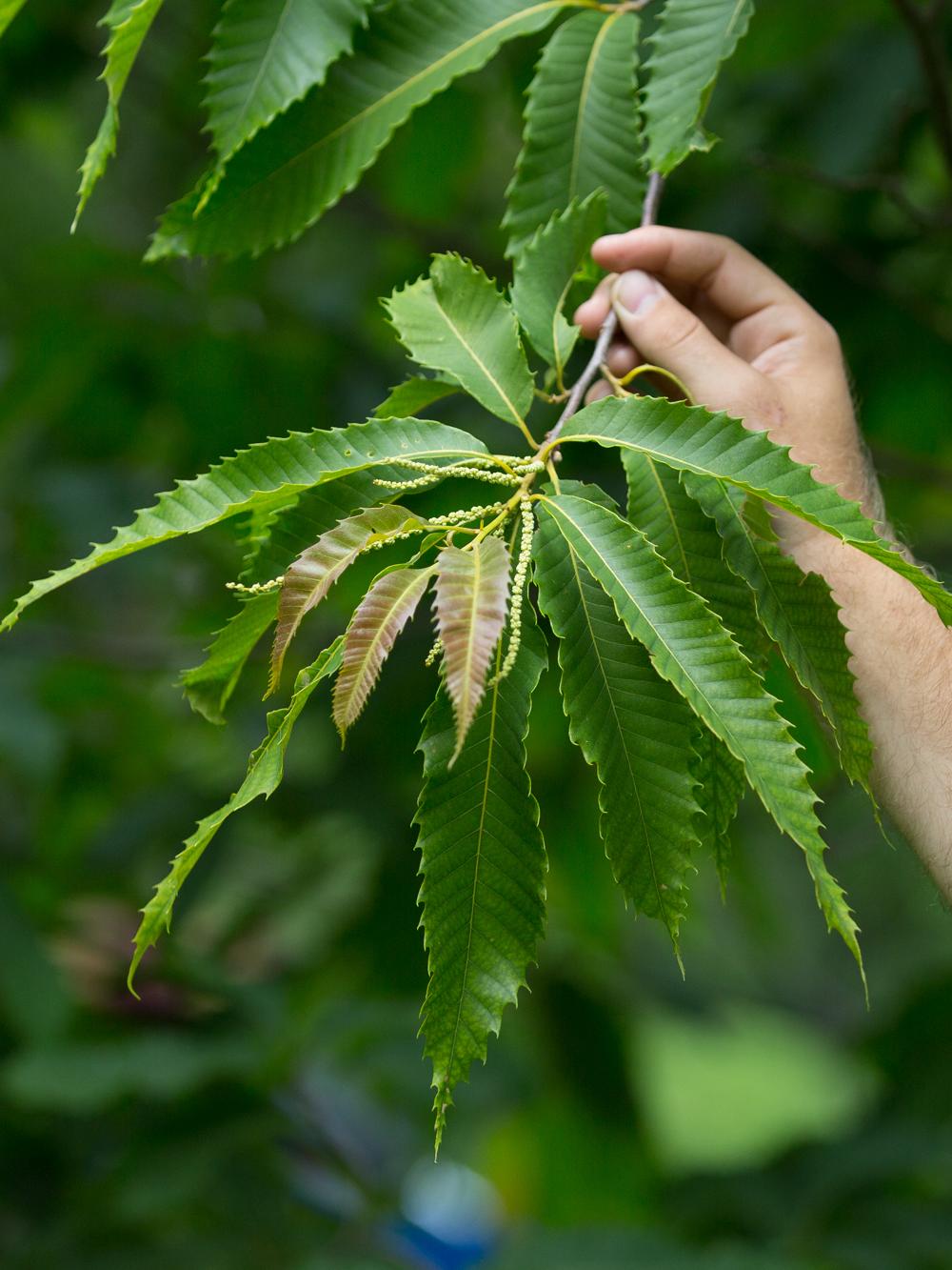 Chestnut leaves
