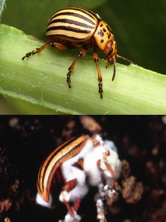 Colorado Potato Beetle composit