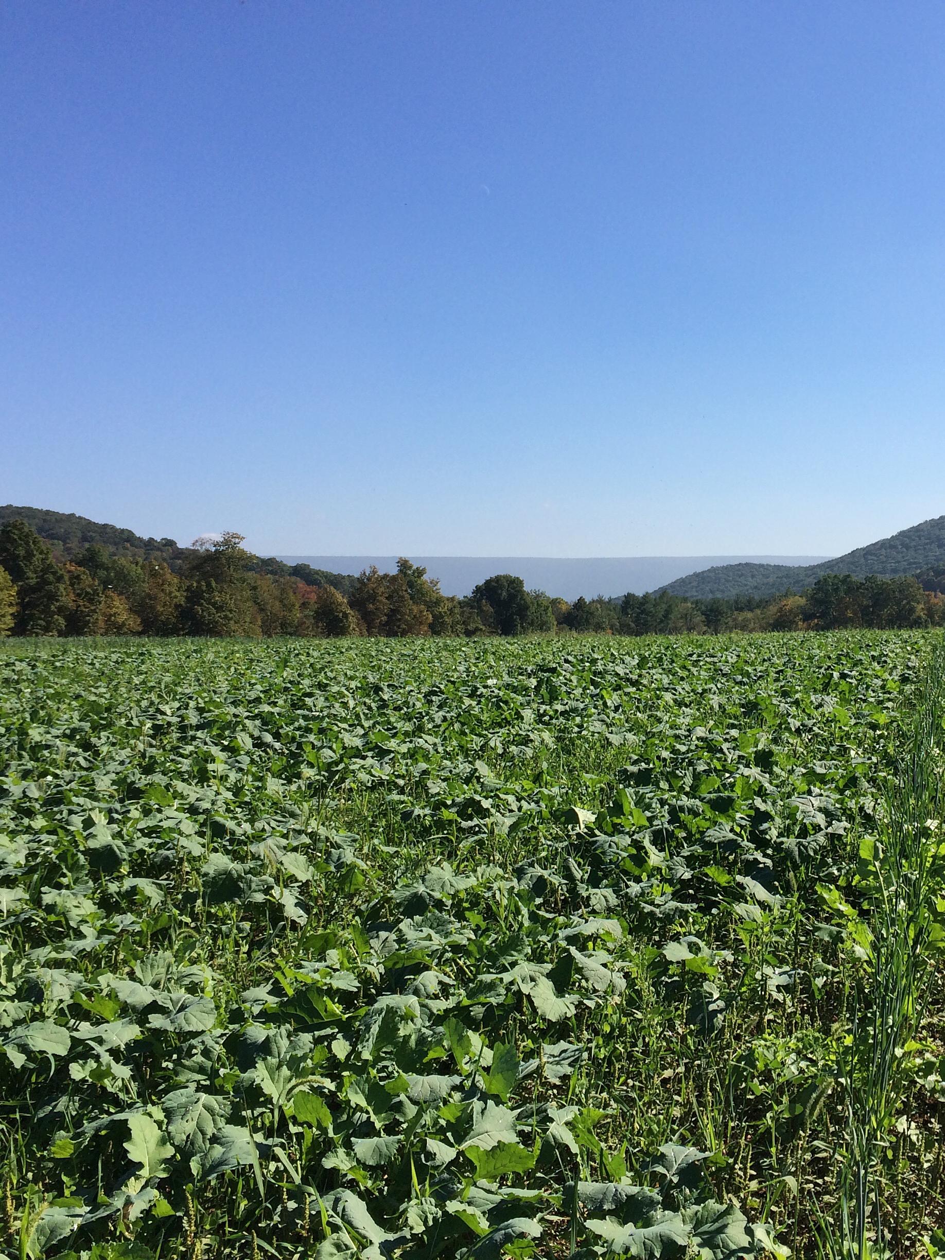 cover crop mixes