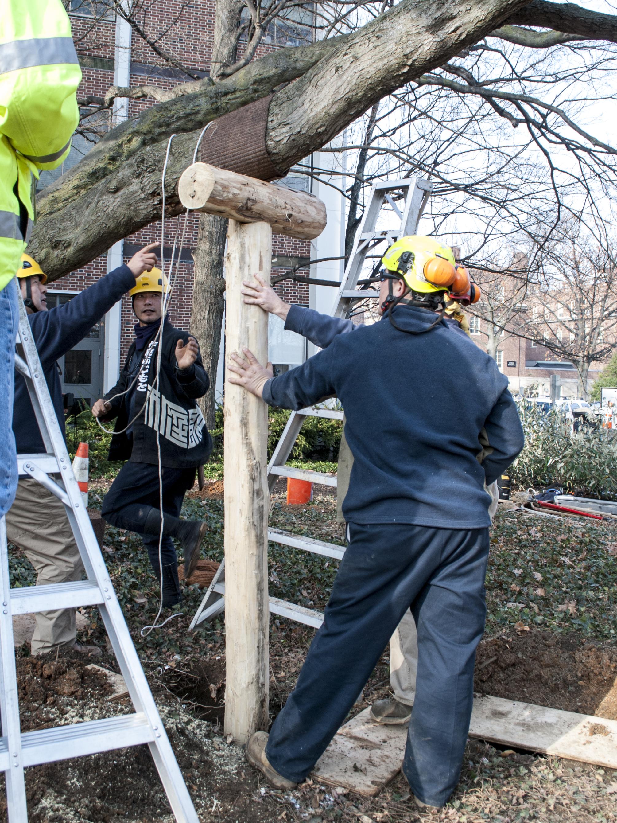 Workers installing t-shaped tree brace under large limb