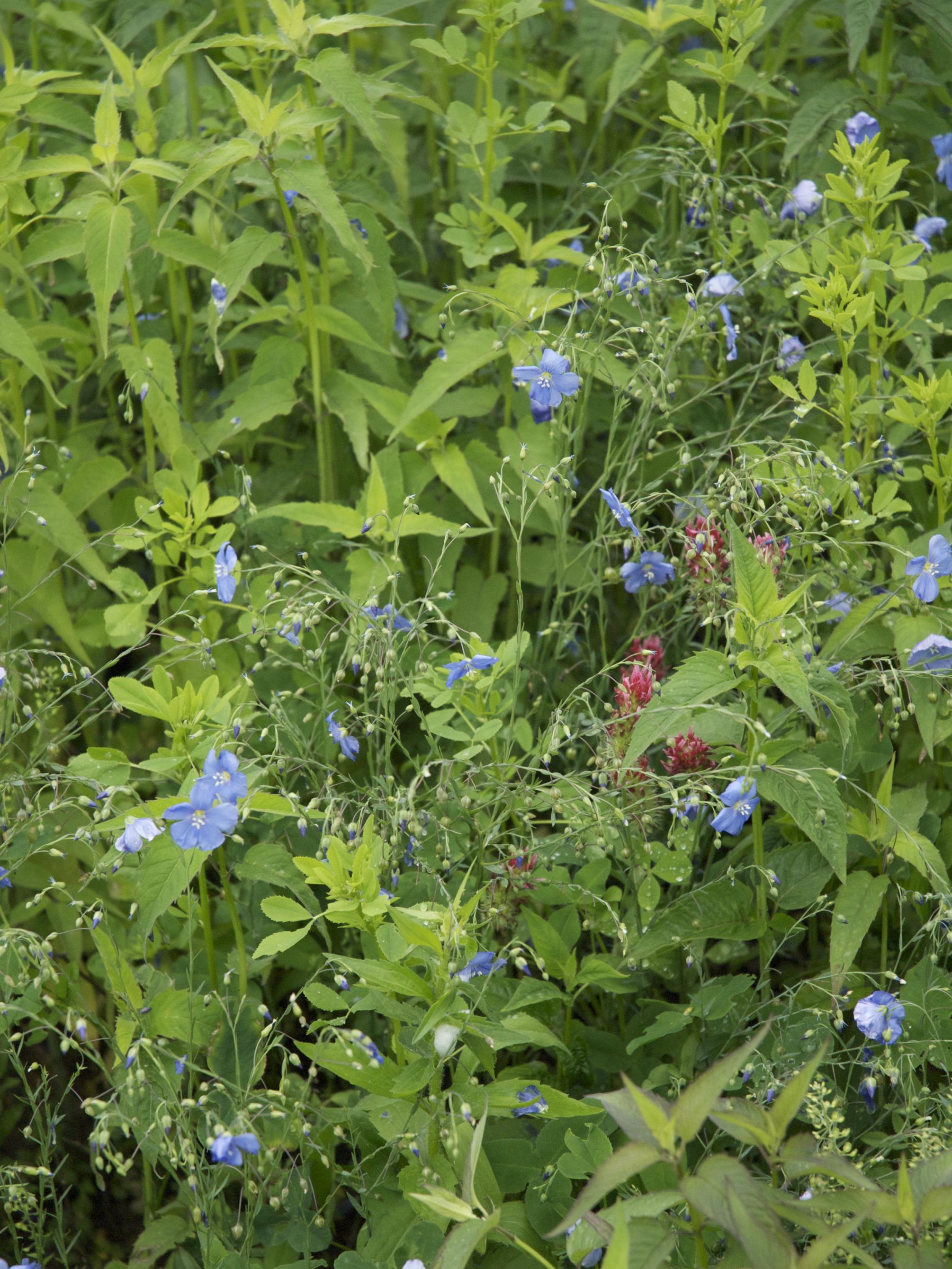 blue, red wildflowers