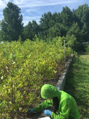 Di Wu measuring seedlings