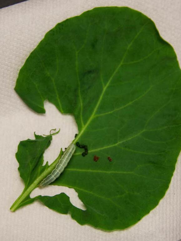 cabbage looper damage to a leaf