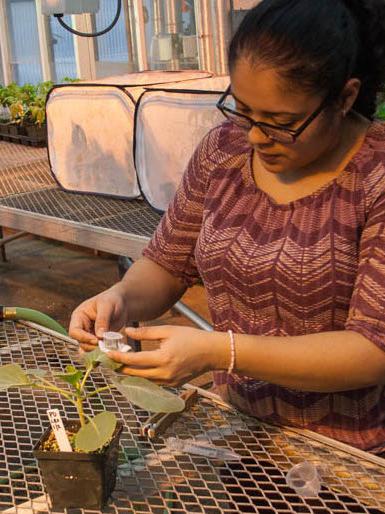 Attaching a caterpillar cage to a cabbage leaf