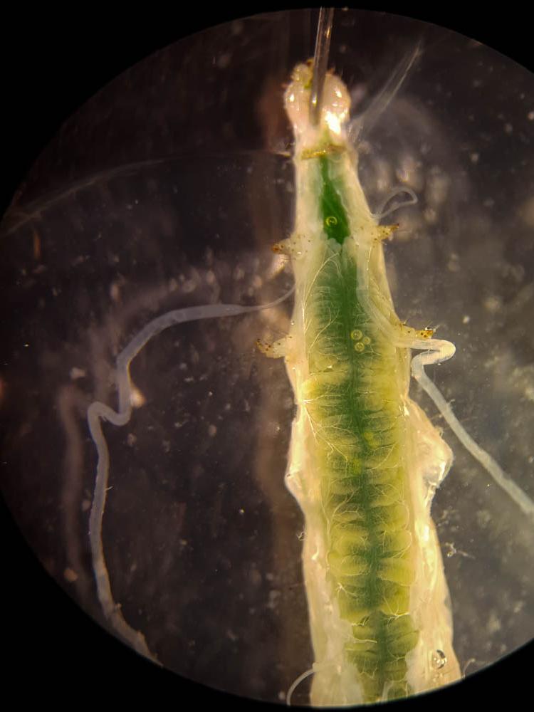 dissected cabbage looper