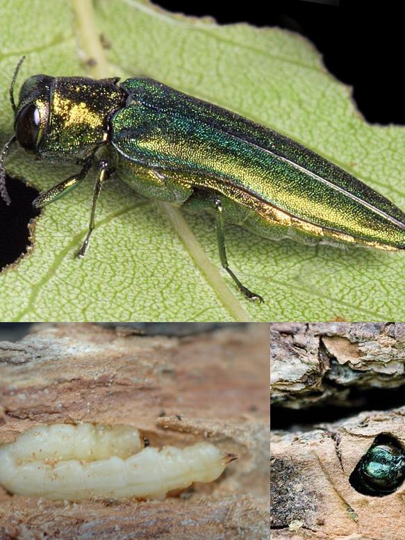 3 stages of emerald as borer