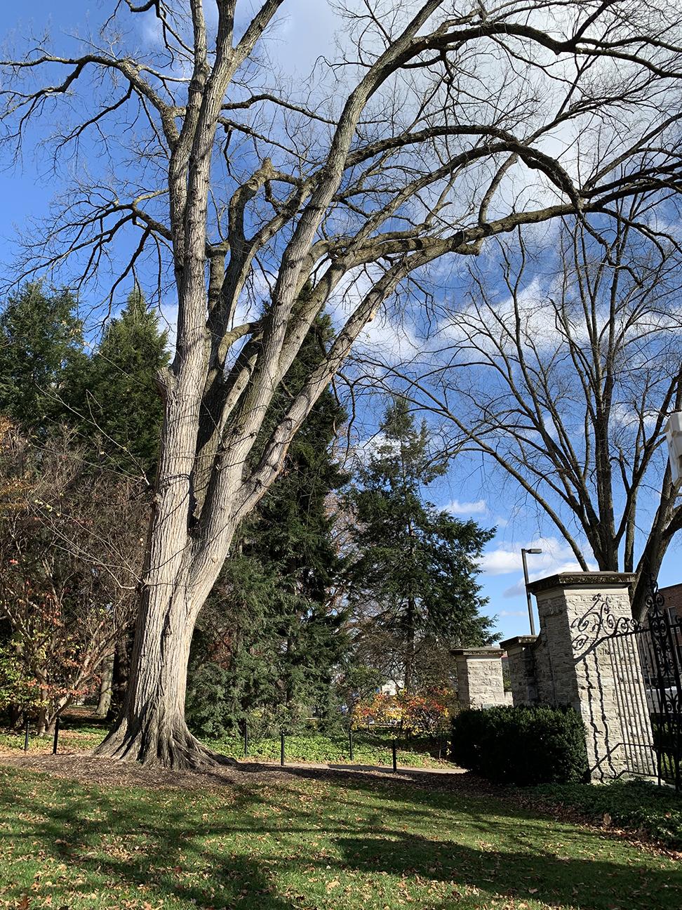 Elm Tree at Allen Street Gate