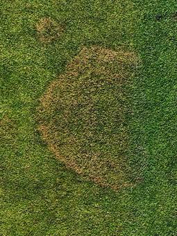 Brown patch disease