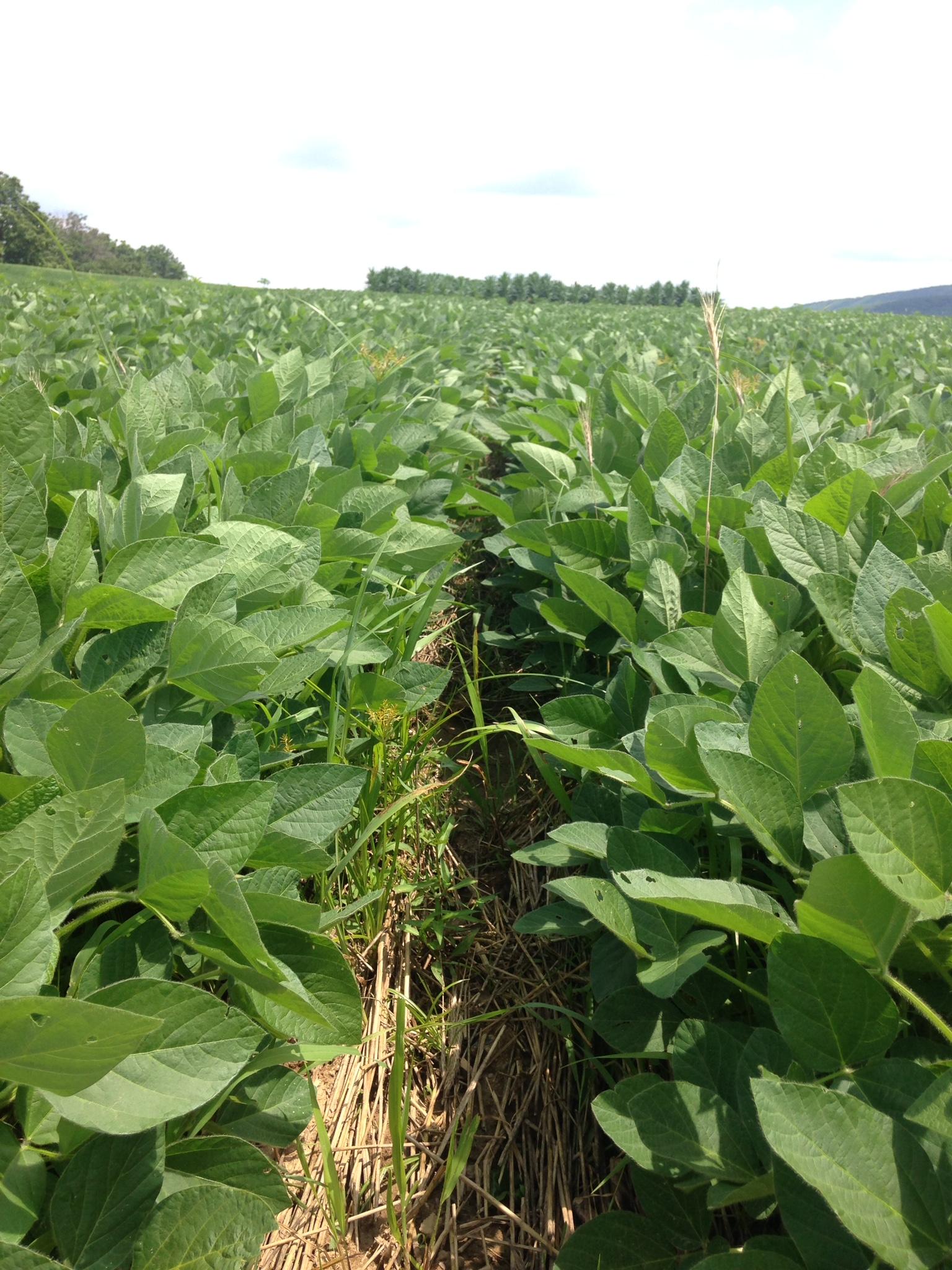 no-till soybeans