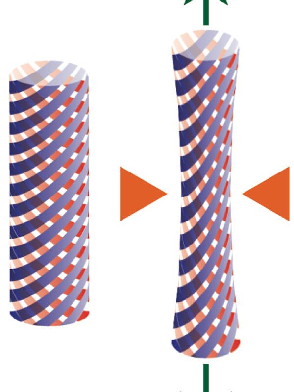 An innovative design for a scaffold for an artificial tendon. When stretched it pulls tight, like a Chinese finger trap.