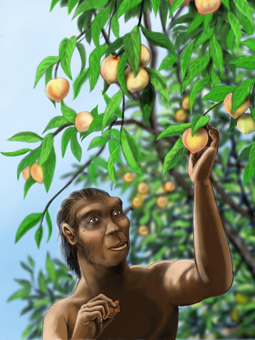 Homo erectus and peach tree