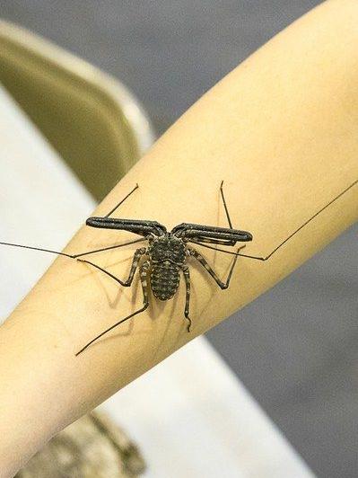 Great Insect Fair 2016 - tailless whip scorpion