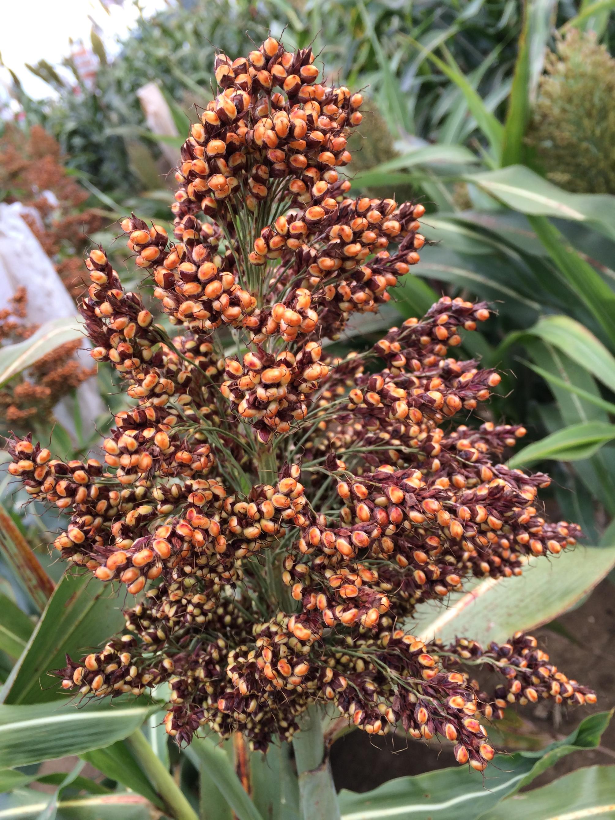 showing red flavonoids
