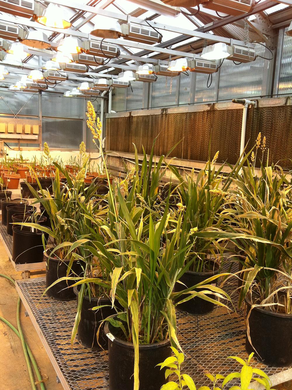 sorghum