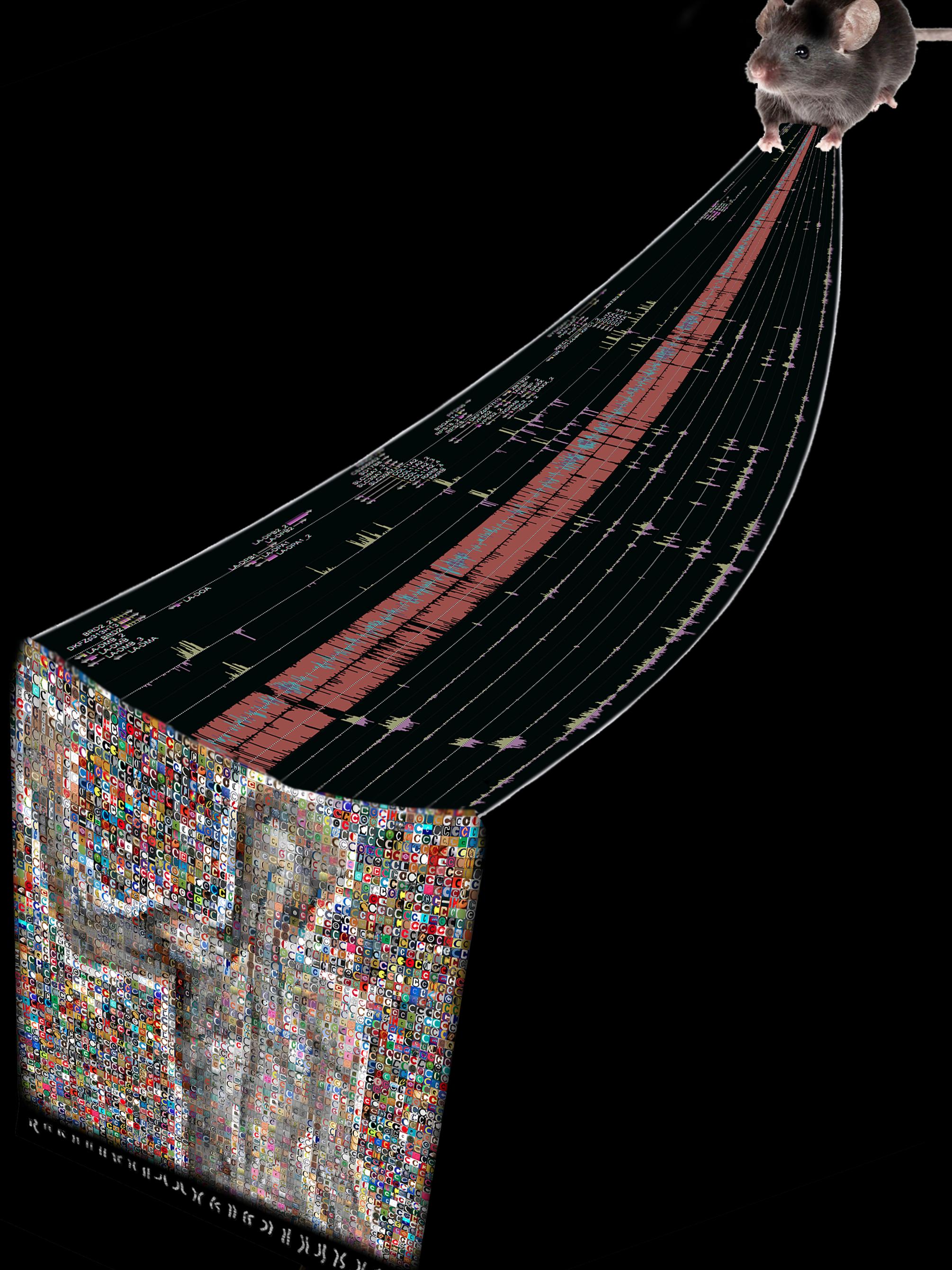Mouse Genome