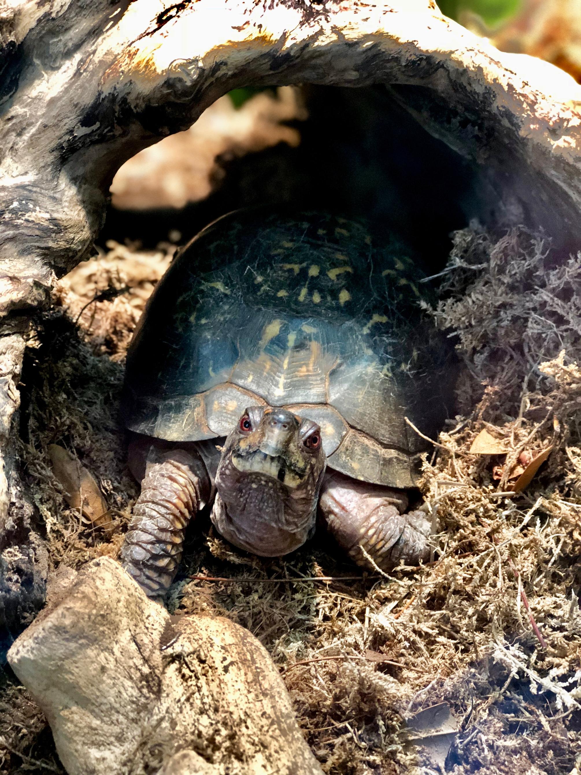 Turtle at Litzinger Herpetology Center at Shaver's Creek