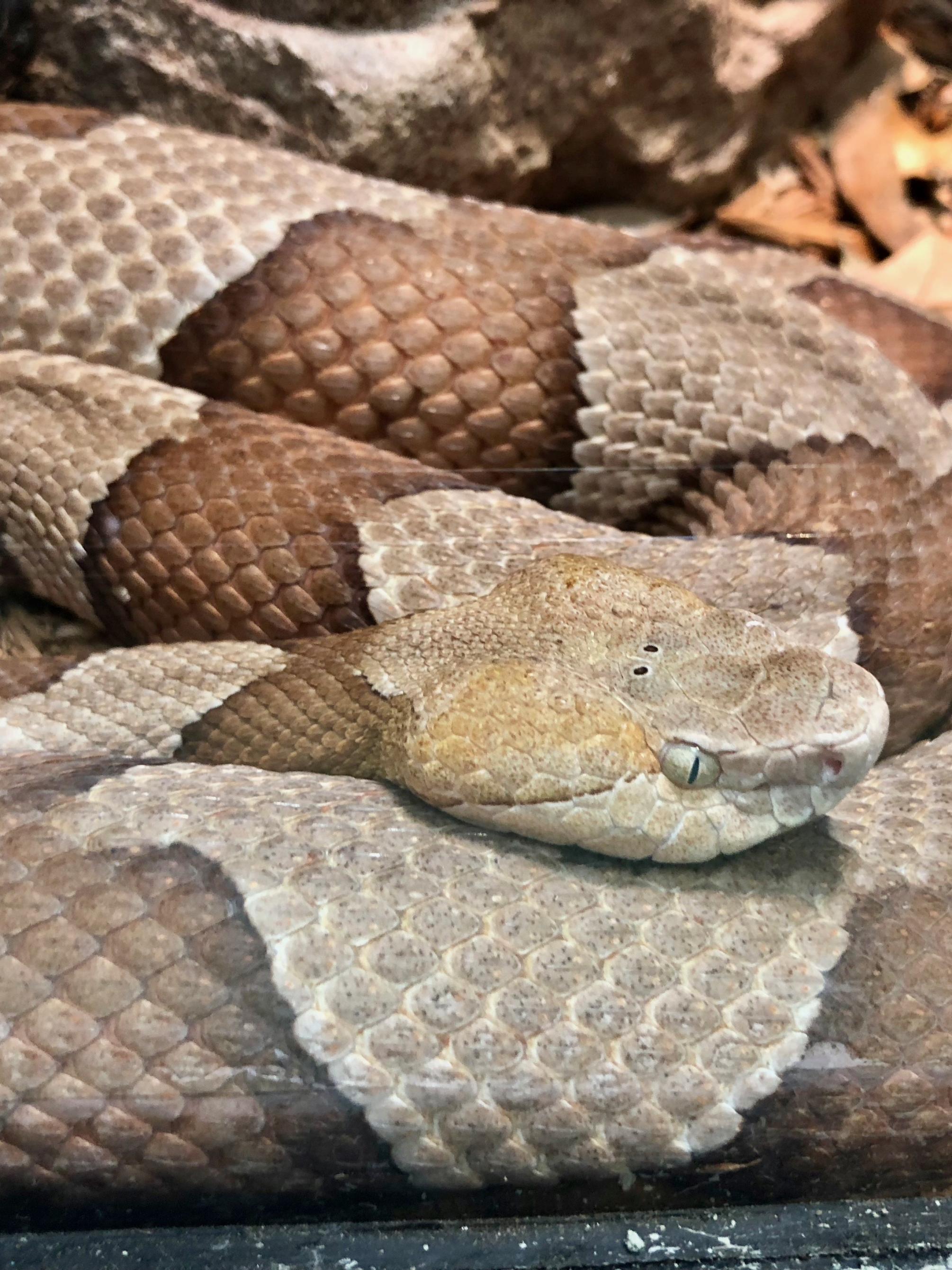 Litzinger Herpetology Center at Shaver's Creek