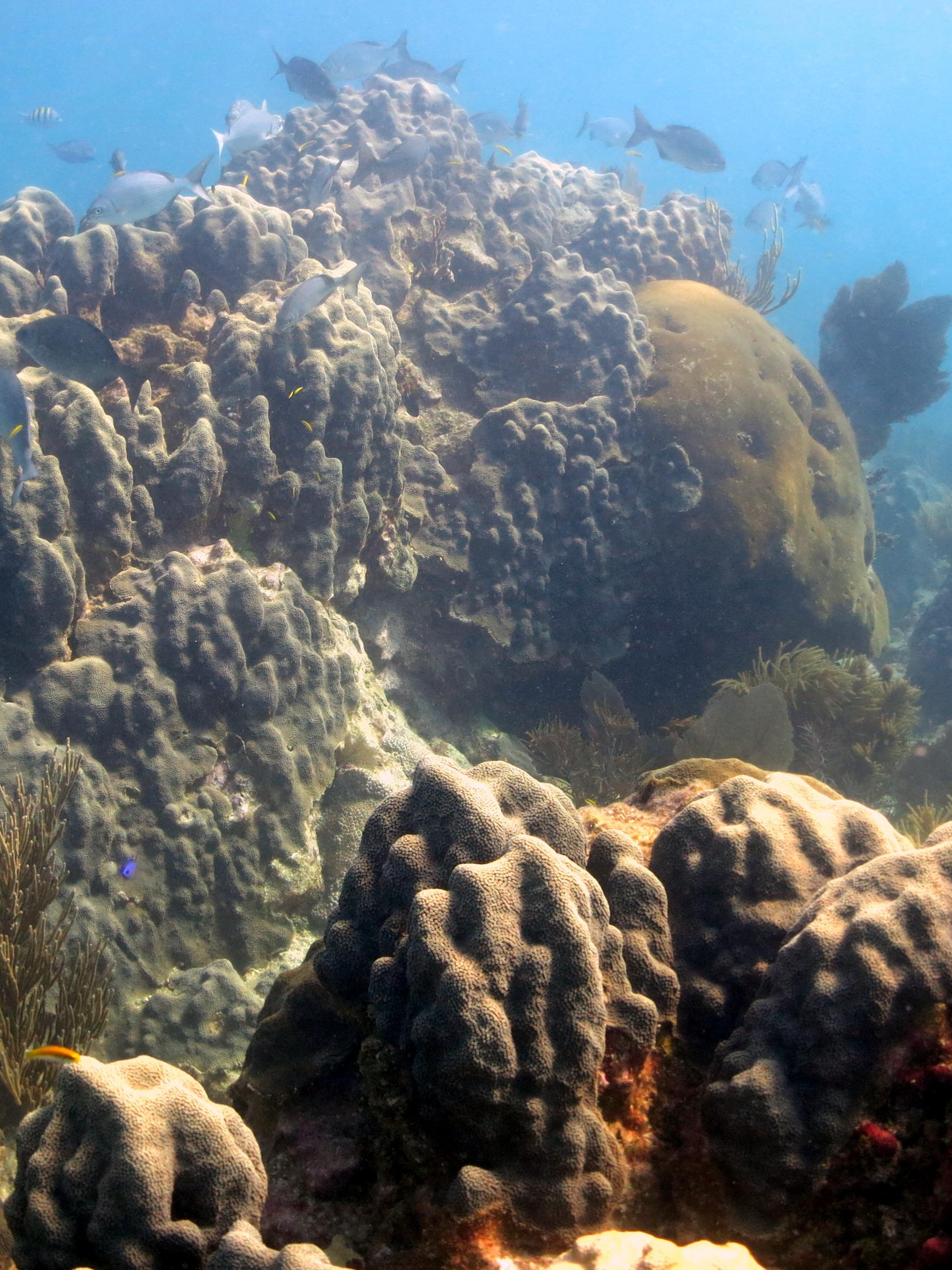Caribbean coral reef