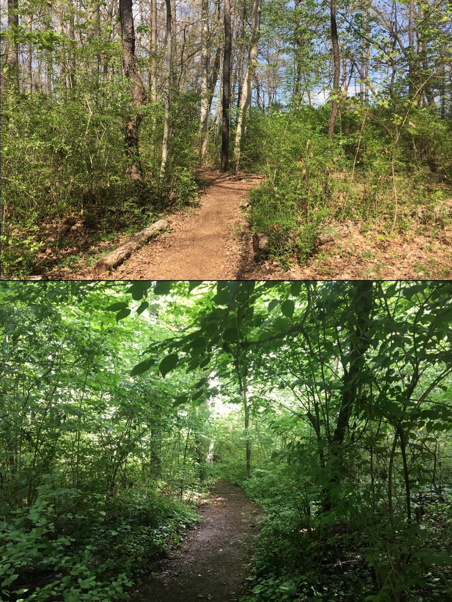 invasive shrubs