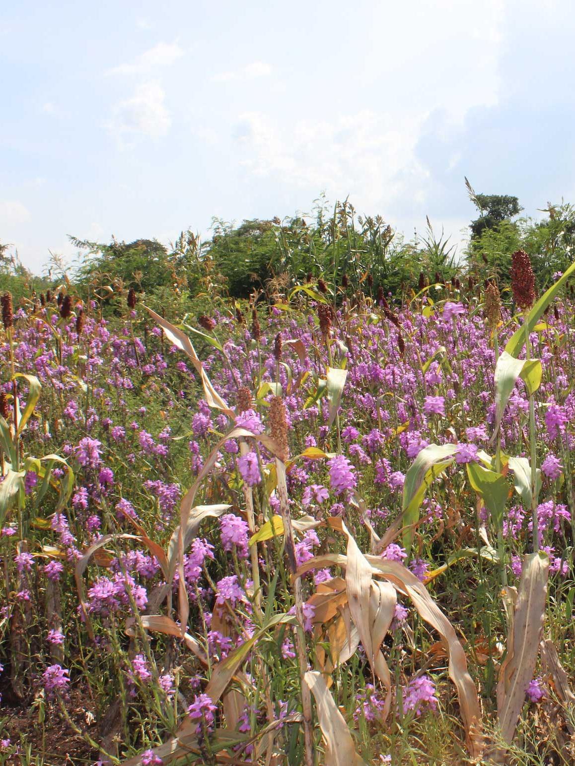 crops and the flowering parasitic plant witchweed