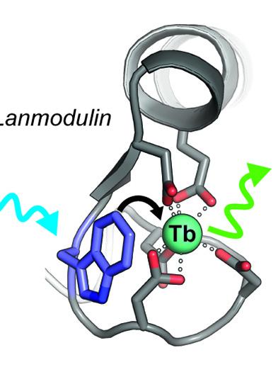 illustration of lanmodulin protein