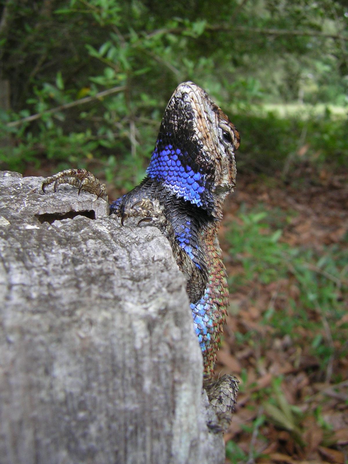 A mostly grey male lizard with a bright blue patch on his throat