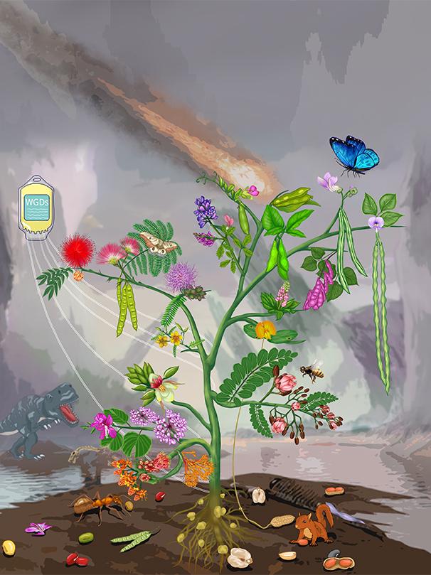 Artist's conception of legume family tree