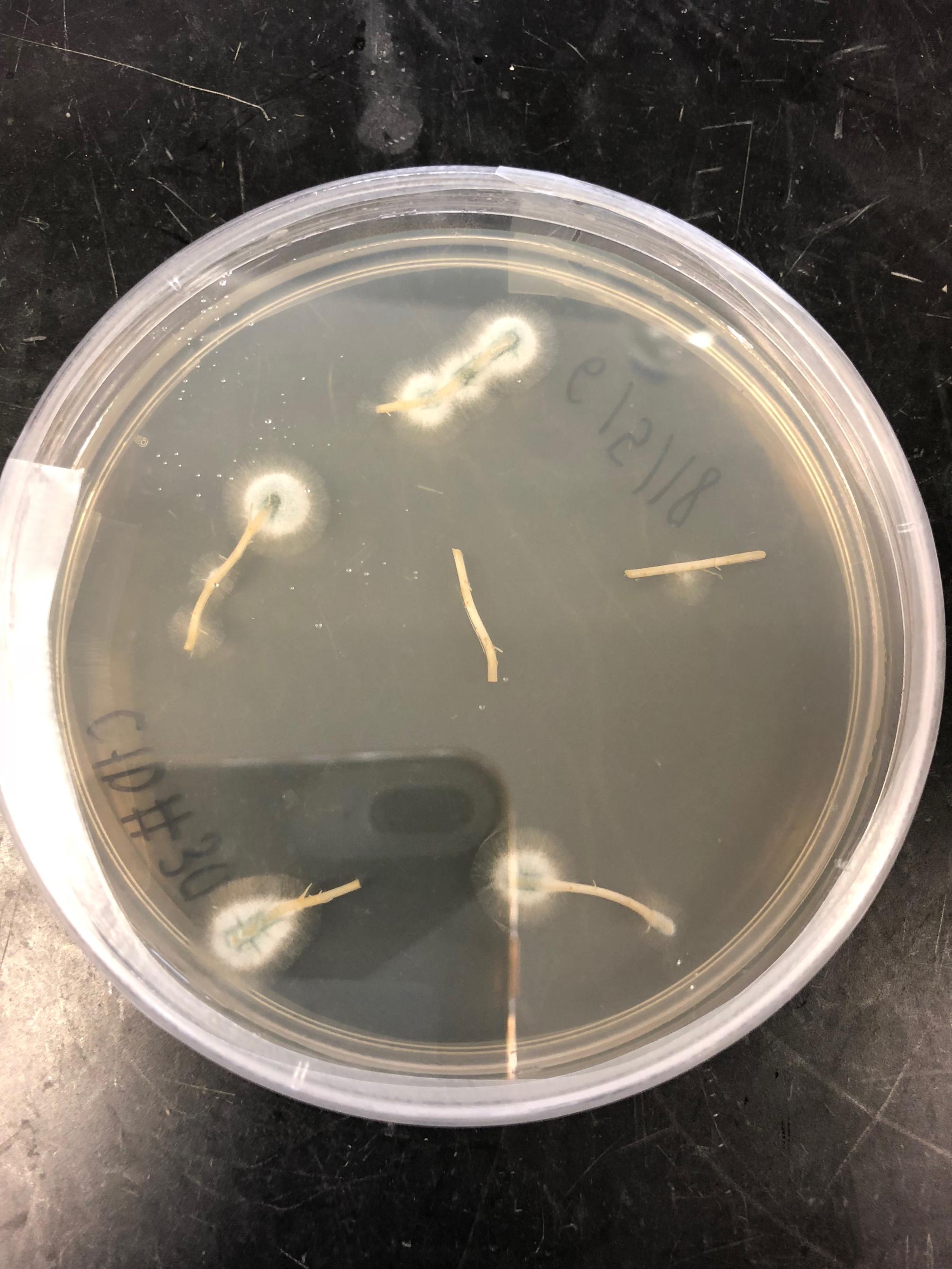 fungus infecting plants