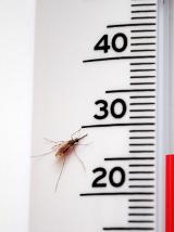 mosquito and Celsius thermometer