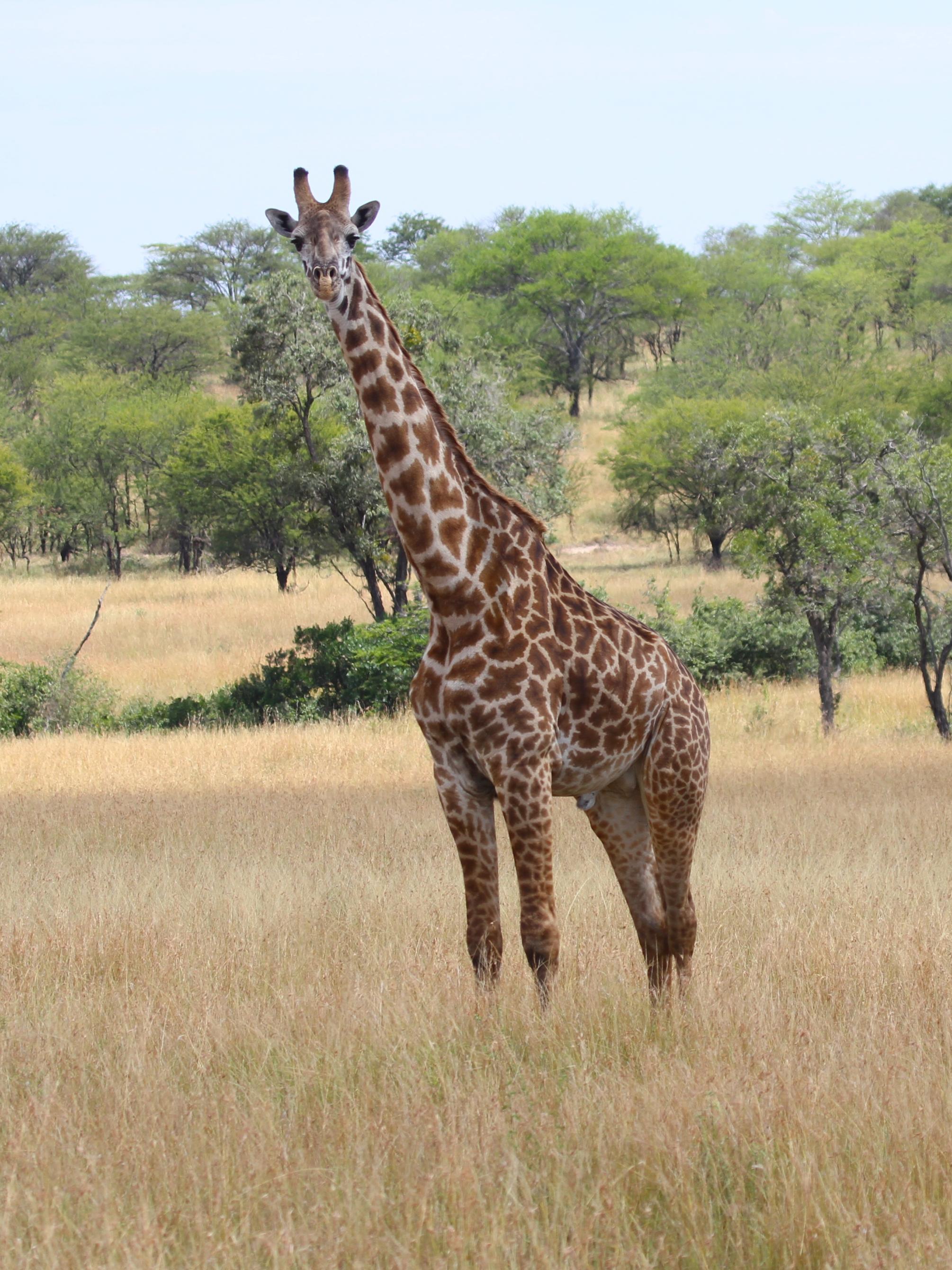 Male giraffe