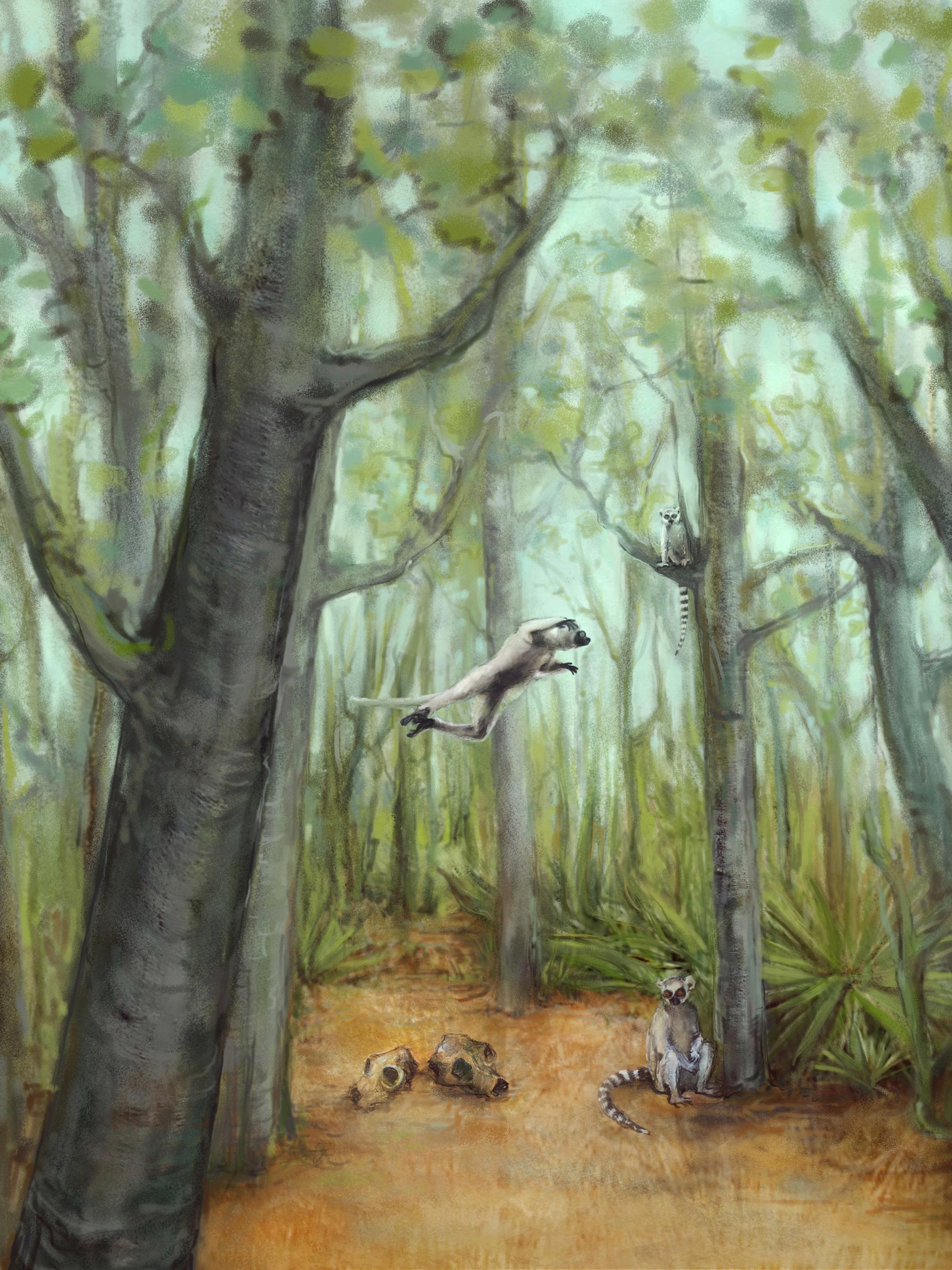Drawing of extant lemurs jumping in trees and extinct lemur skulls on the ground.