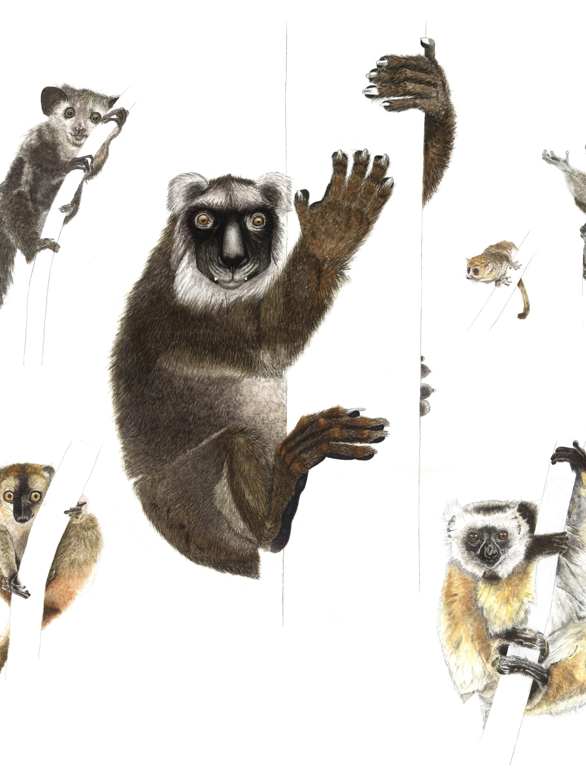 Illustration of the extinct Megaladapis edwardsi and five living lemurs