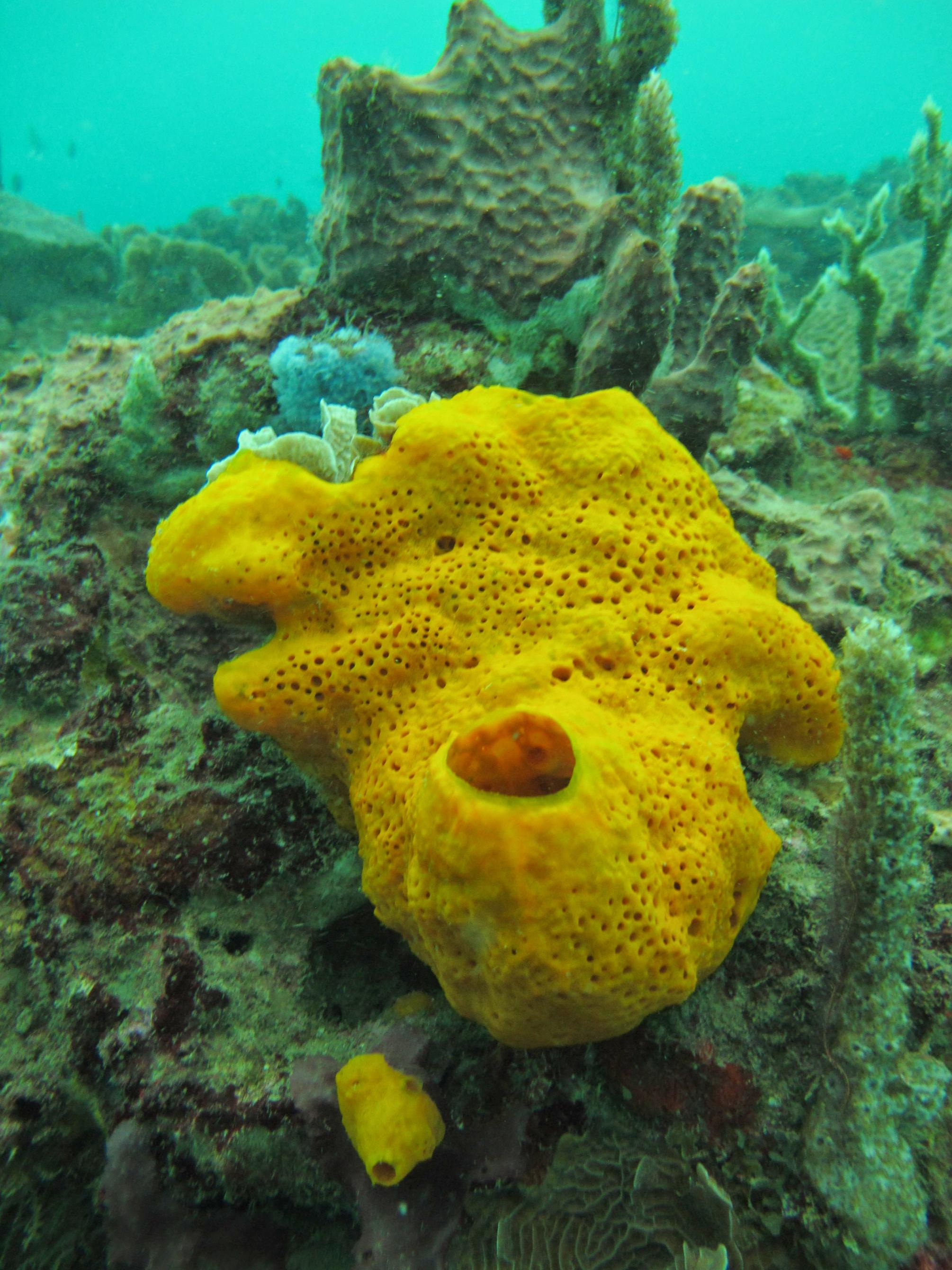 Varadero coral 2