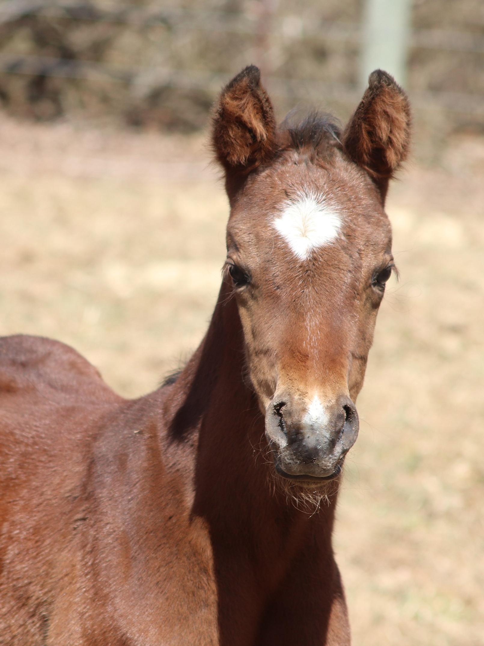 Baby horse Mia, offspring of Red White N Good and A Pretty Big Deal