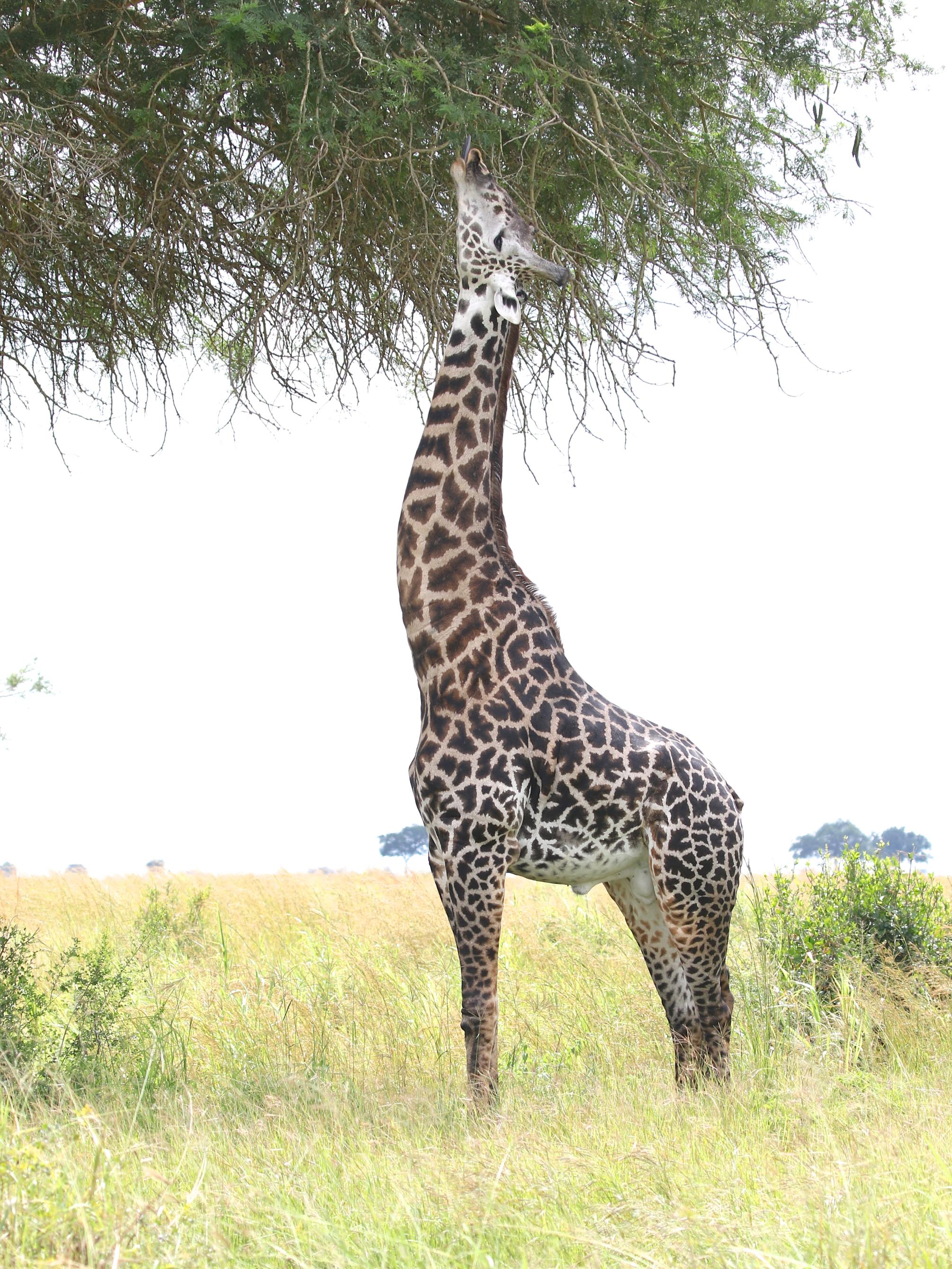 A male giraffe with neck stretched high up to feed on tree leaves