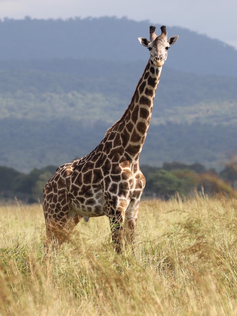 An adult male giraffe