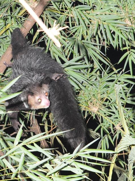 An aye-aye, hanging by its tail in a tree.